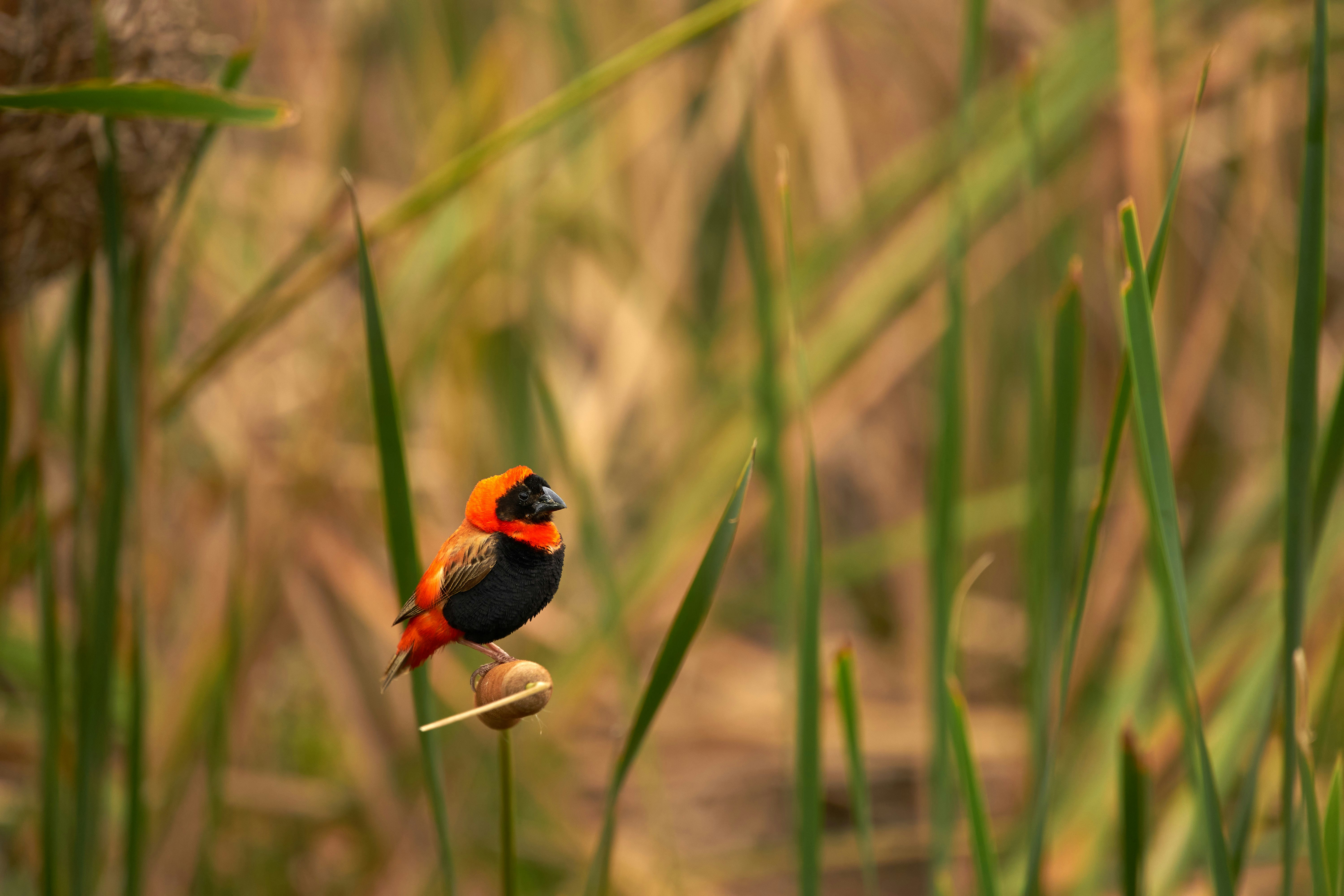 orange and black bird on green grass during daytime